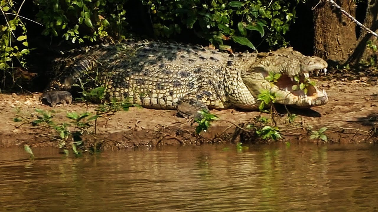 Crocodile (1)