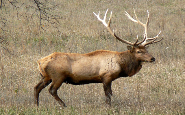 barasingha