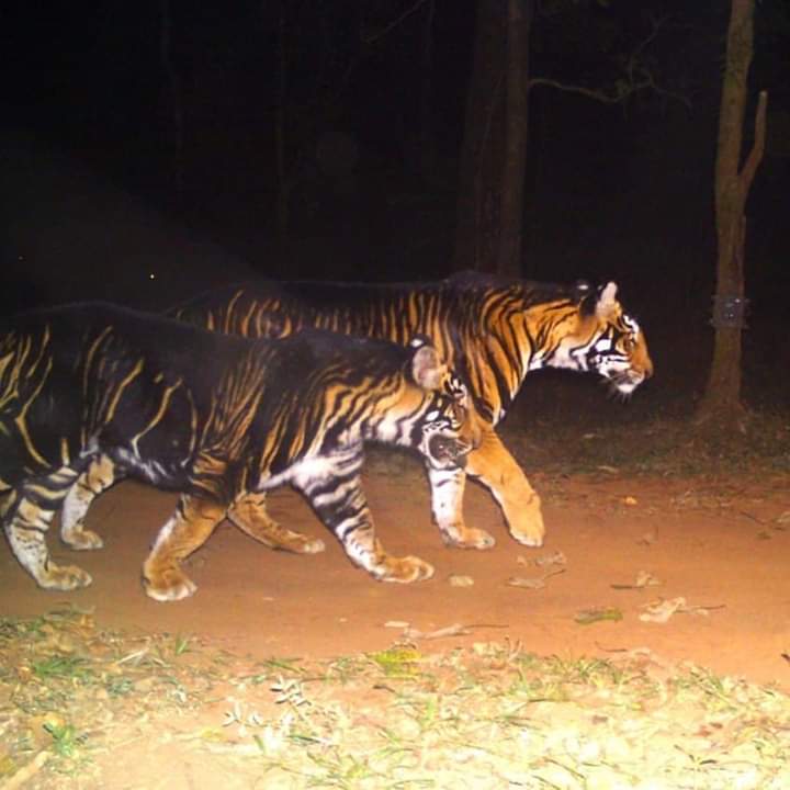 Untold Story of Odisha Wild Life & Culture